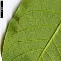 SpeciesSub: var. sachalinense
